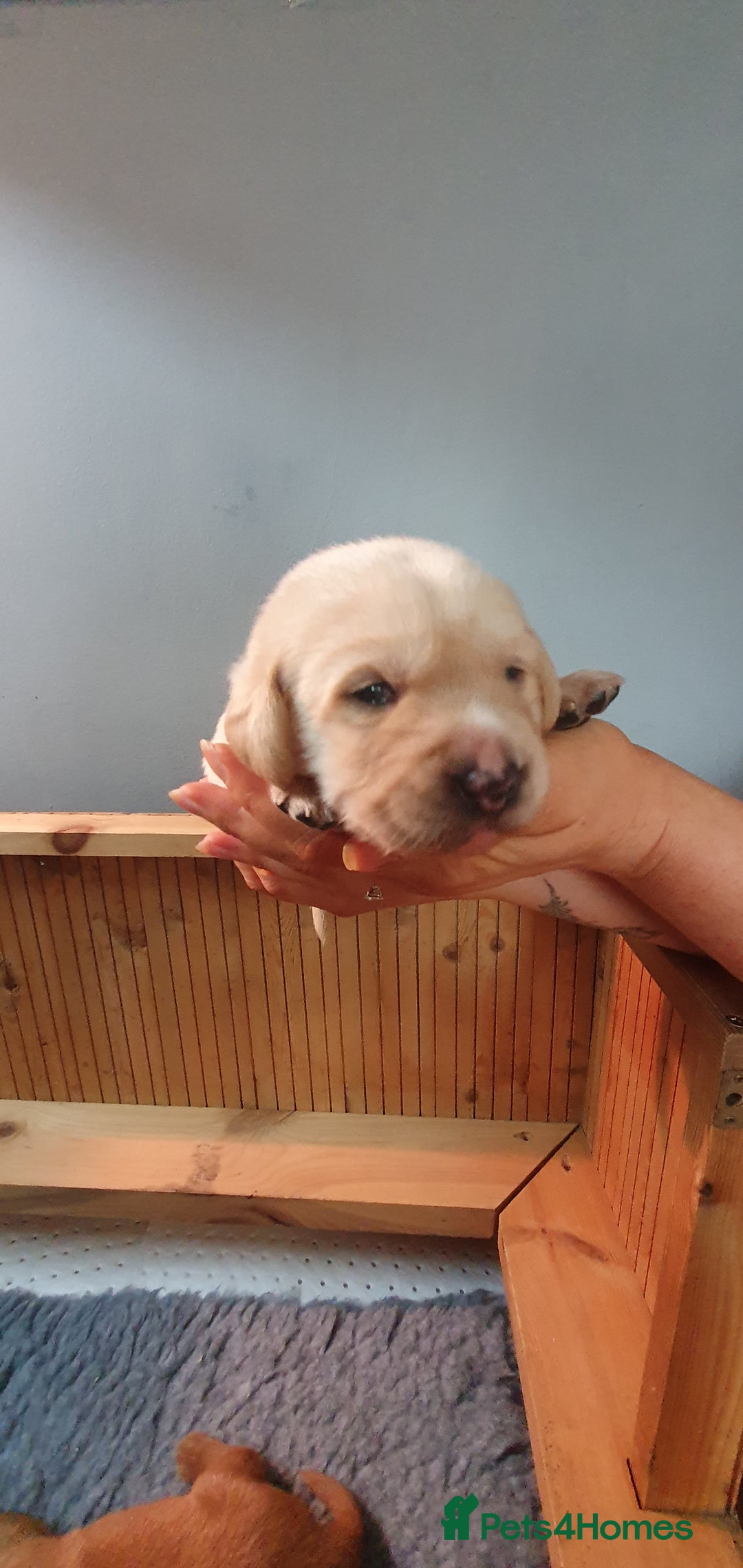 Labrador Retriever dogs for sale: Fox red Labrador - Image 10