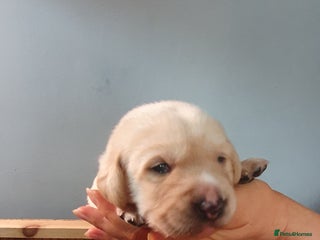 Labrador Retriever dogs - Advert 2