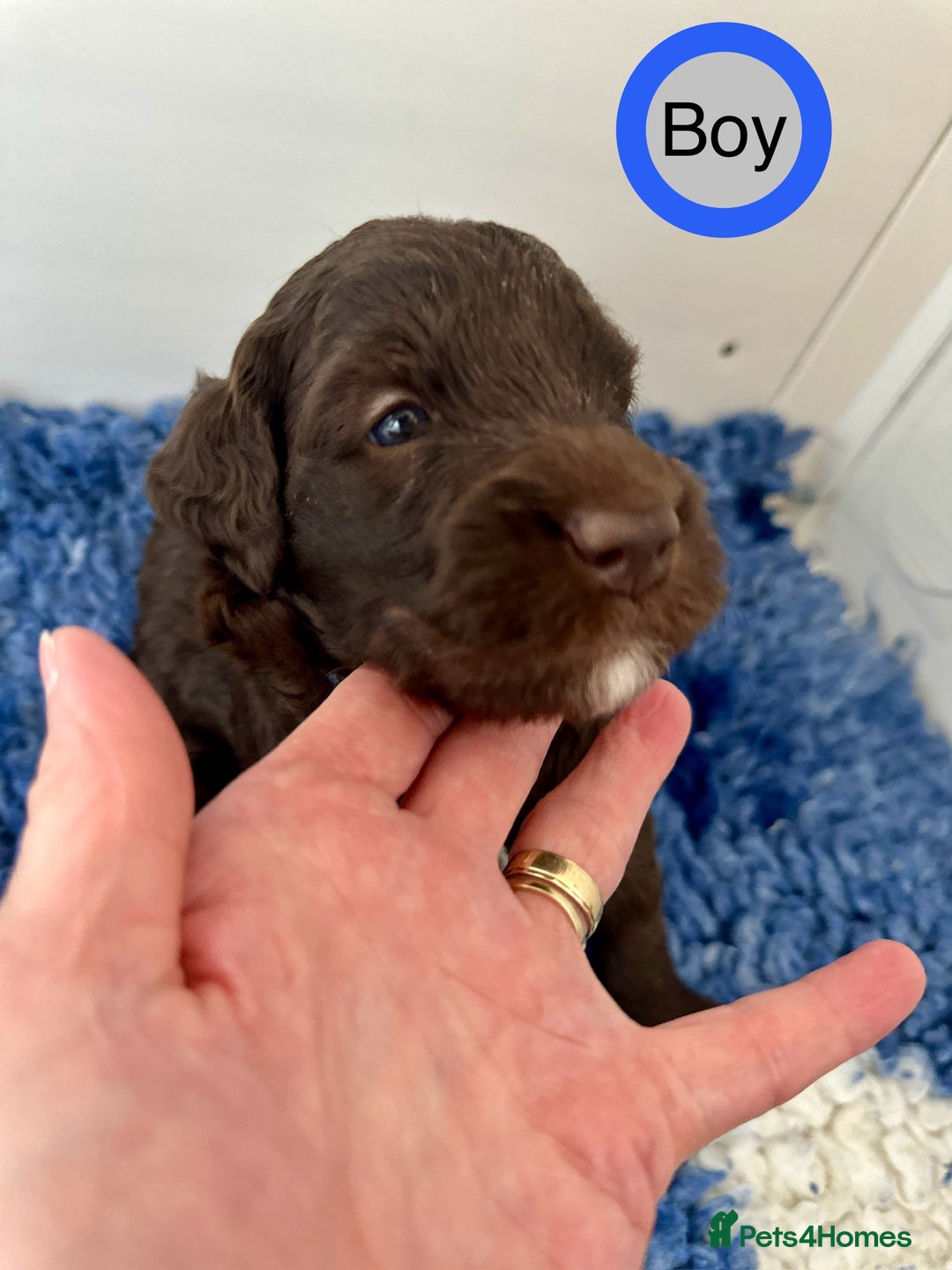 Goldendoodle dogs for sale: Standard Golden Sheepadoodle puppies - Image 9