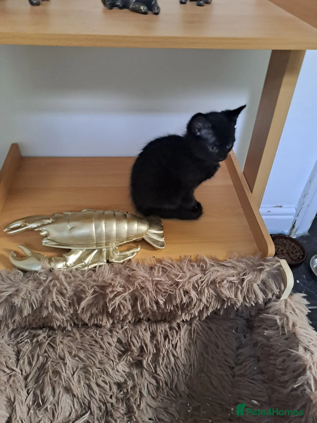 Mixed Breed cats for sale: Kittens x 2 - Advert 1