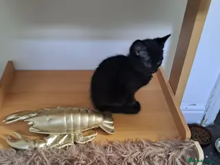 Mixed Breed cats Kittens x 2 - Advert 2