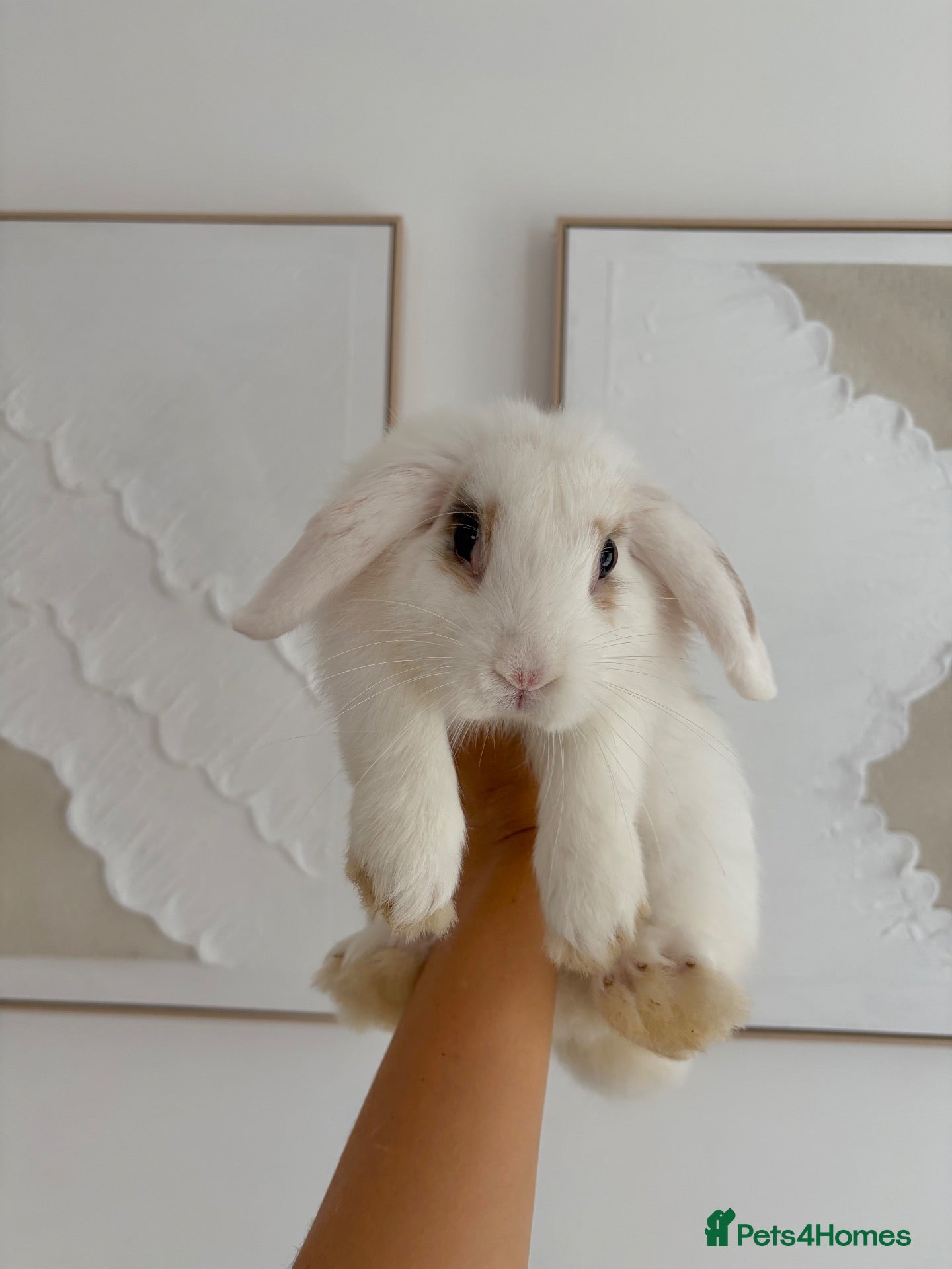 English Lop rabbits White male rabbit  - Advert 1