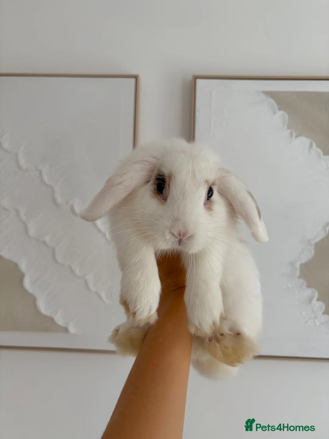 English Lop rabbits for sale: White male rabbit  in Liverpool - Advert 1
