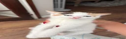 Mixed Breed cats for sale: 4 adorable kittens available  - Advert 22