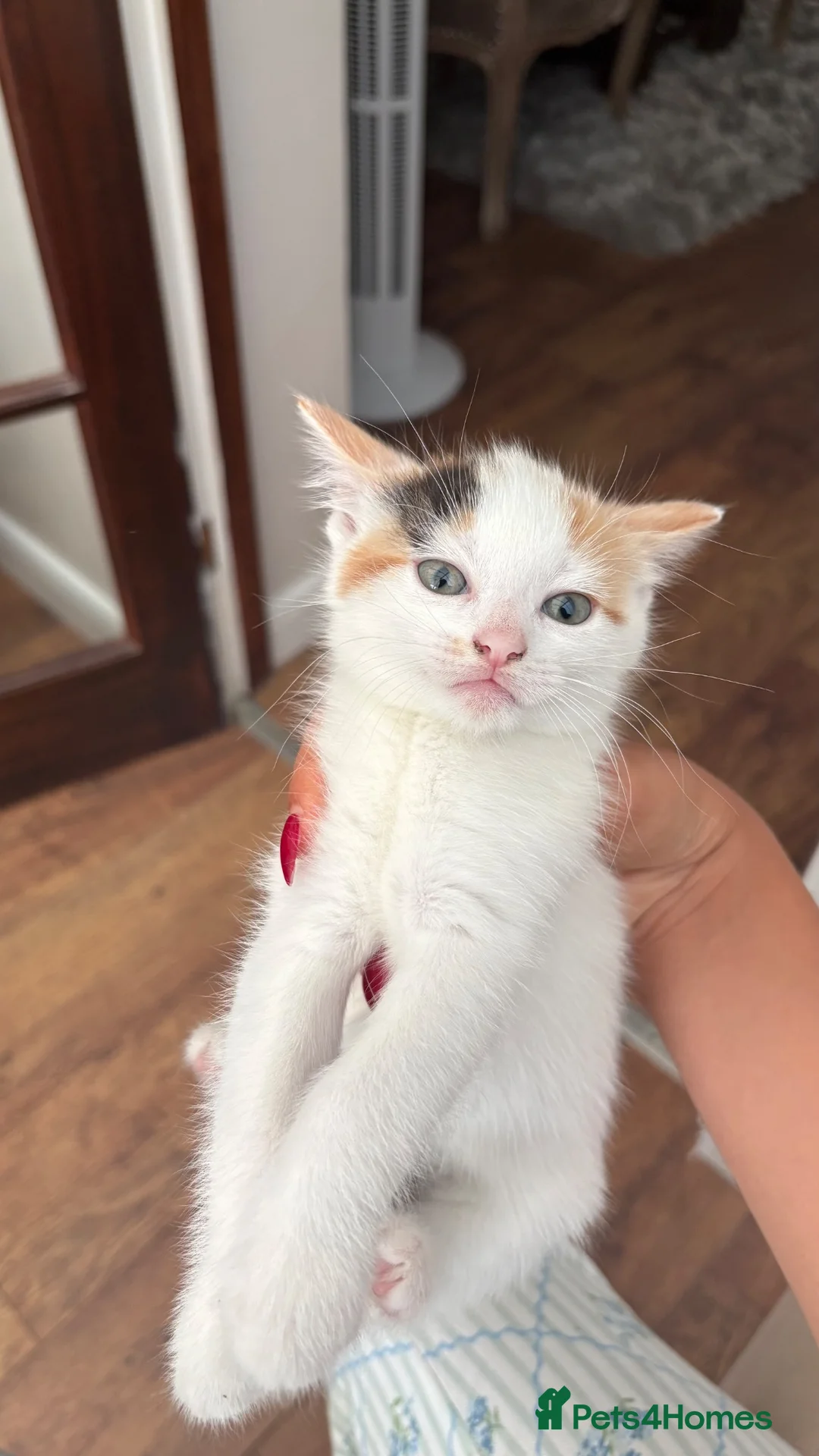 Mixed Breed cats for sale: 4 adorable kittens available  - Advert 22