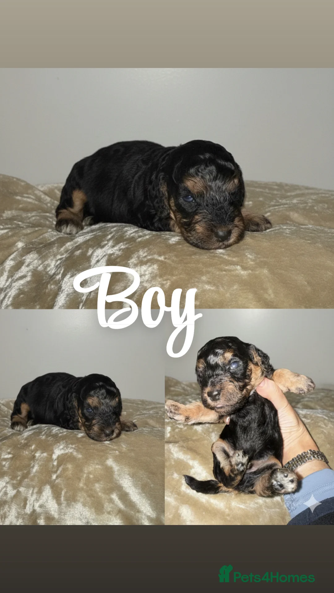 Cockapoo dogs for sale: Cokapoo Puppies  - Advert 6