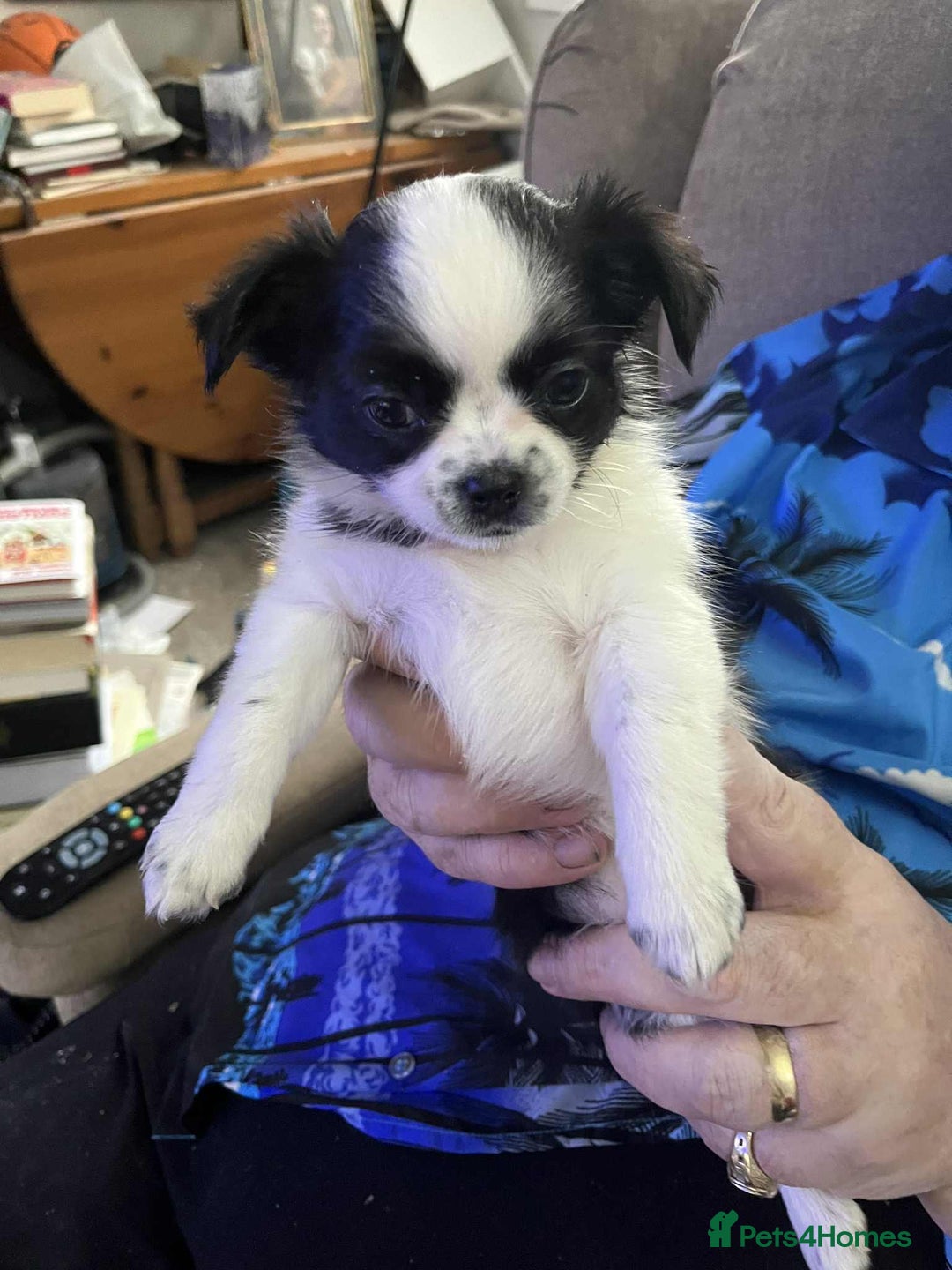 Chug dogs for sale: Chug Puppies For Sale - Advert 2