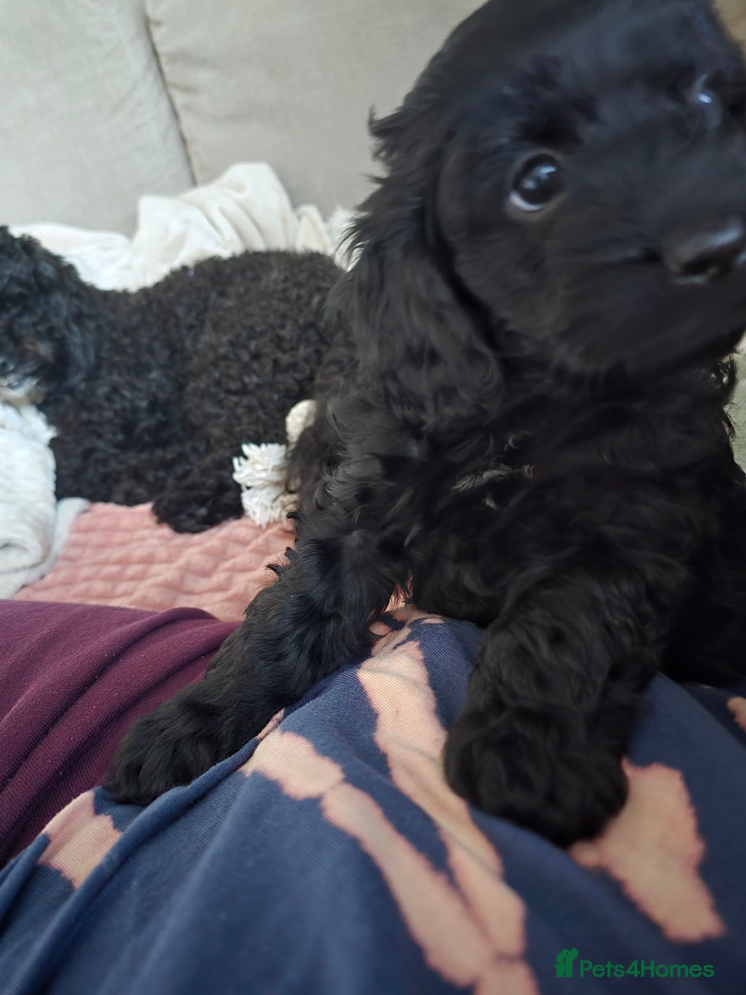 Shihpoo dogs for sale: 5 beautiful Shihpoo puppies - Advert 20