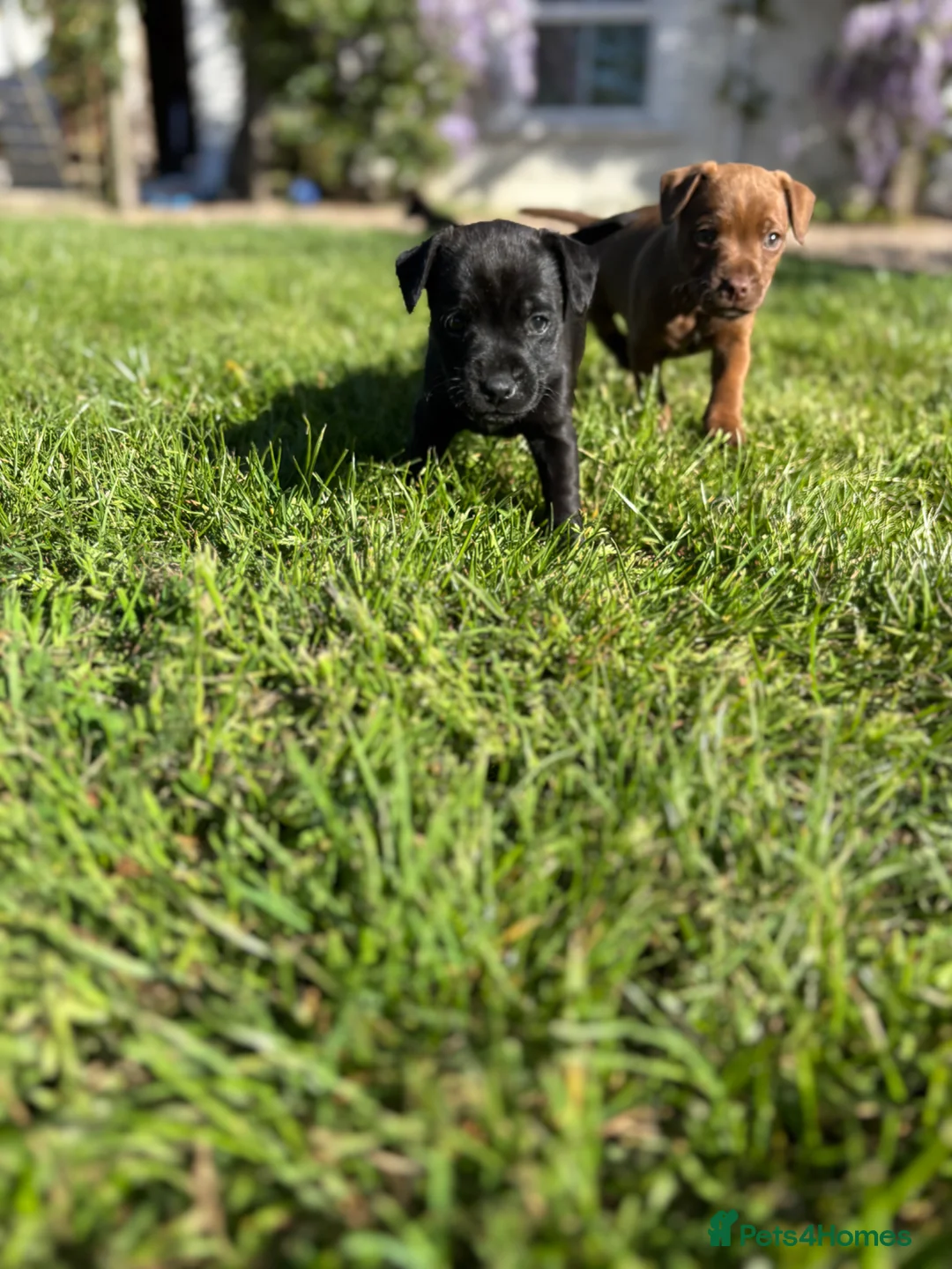 Patterdale Terrier dogs for sale: Lovely litter of patterdale terriers in Tadley - Advert 11