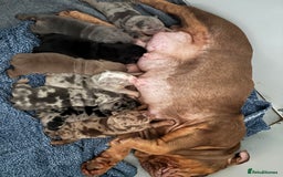 English Bulldog dogs for sale: KC Registered English Bulldogs - Image 5