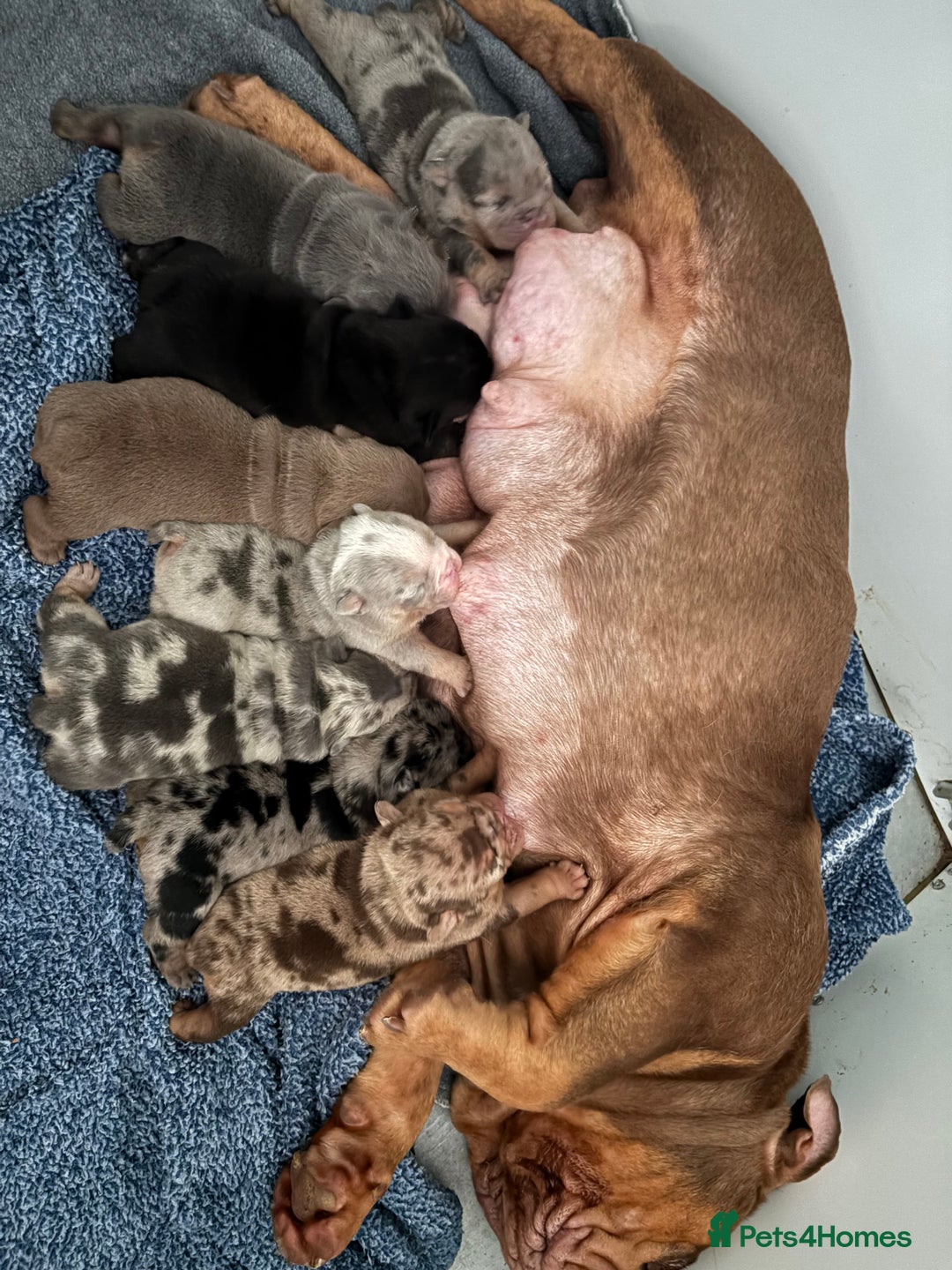 English Bulldog dogs for sale: KC Registered English Bulldogs - Image 5