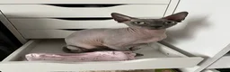 Sphynx cats for sale: Loving Grey Sphynx Girl Looking for a New Home in Derby - Advert 1