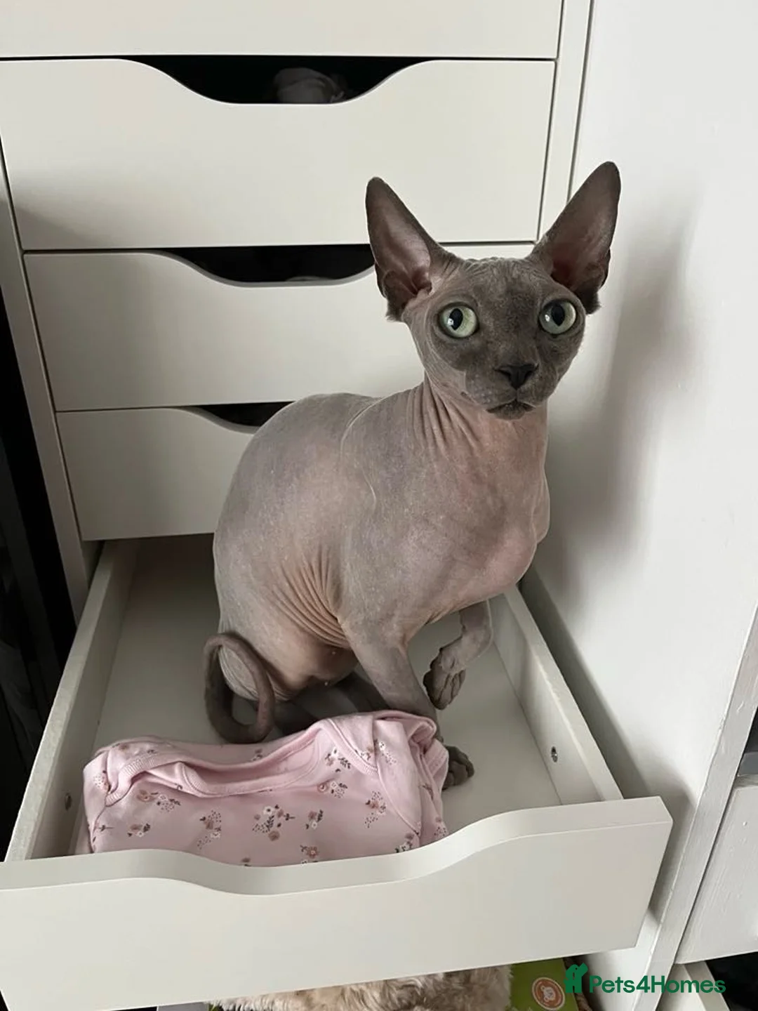 Sphynx cats for sale: Loving Grey Sphynx Girl Looking for a New Home in Derby - Advert 1