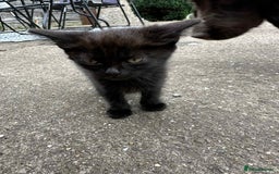 European cats for sale: Kittens  - Image 2
