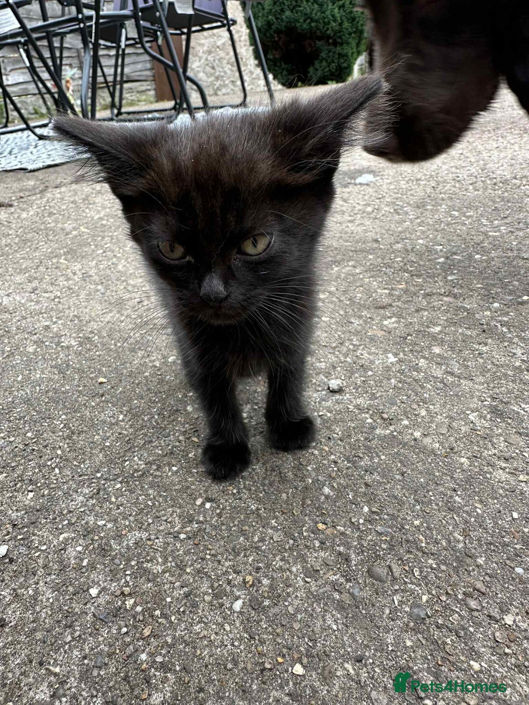European cats for sale: Kittens  - Image 2