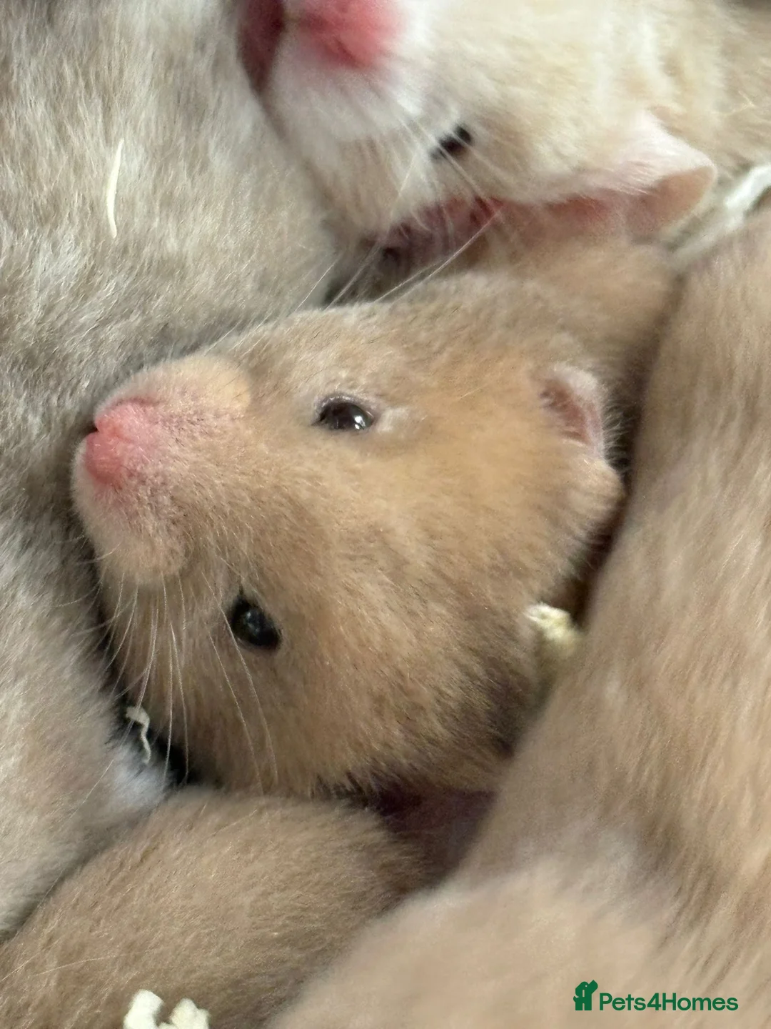 Hamster rodents for sale: Pedigree Syrian hamsters - Advert 17