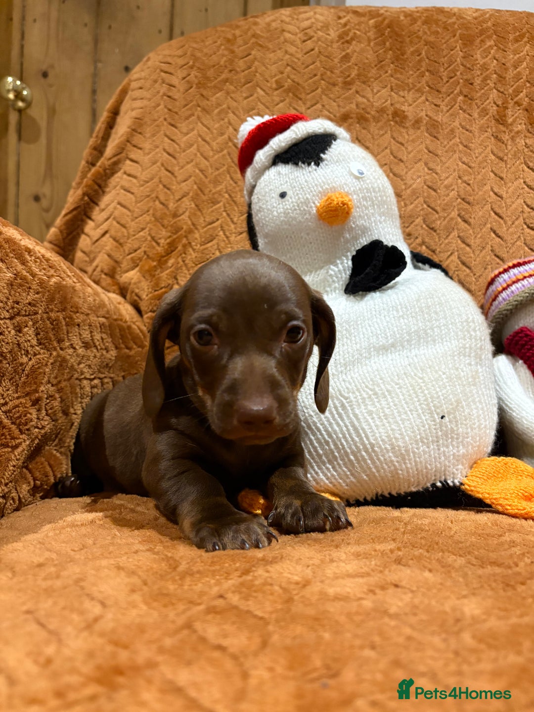 Miniature Dachshund dogs for sale: Beautiful boys  - Advert 4