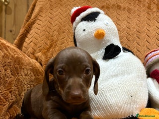 Miniature Dachshund dogs Chocolate & tan girl - Advert 6