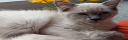 Ragdoll cats for sale: STILL WAITING  - Advert 14