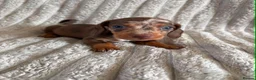Miniature Dachshund dogs for sale: KC MINIATURE DACHSHUND PUPPIES  - Advert 17