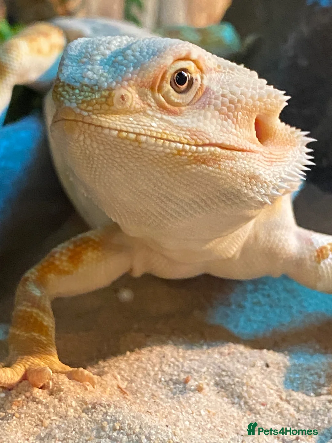 Bearded Dragon reptiles for sale: Female leatherback  - Advert 3