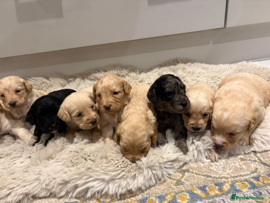 Labradoodle dogs for sale: Miniature Labradoodle Pups - Image 37