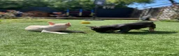 French Bulldog dogs for sale: 3 Girls 3 Big Personalities! - Advert 6