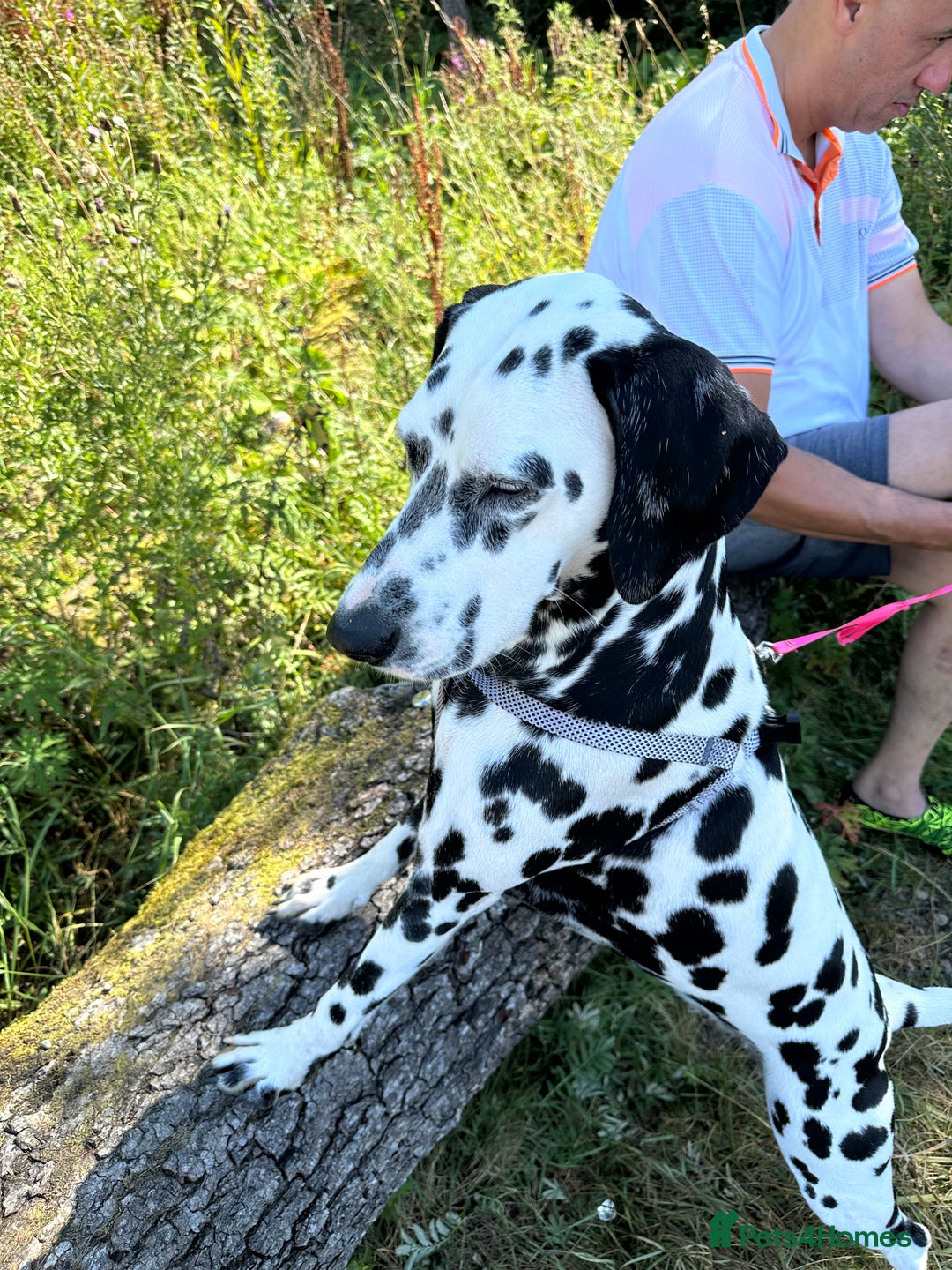 Dalmatian dogs for sale: Dalmatian boys 2 stunning boys left - Advert 5