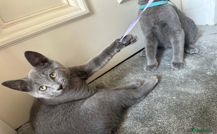 Russian Blue cats - Advert 5