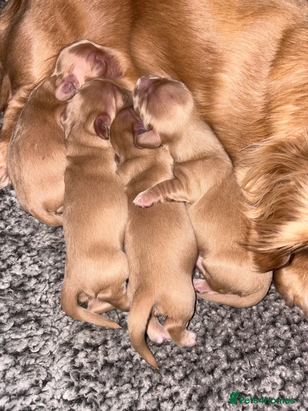 Miniature Dachshund dogs for sale: KC Registered Longhaired Miniature Dachshund Pups - Advert 4