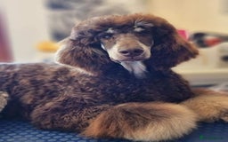 Labradoodle dogs for sale: Stunning Labradoodle Puppies  - Advert 29