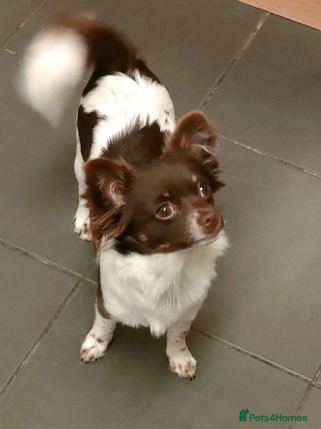 Chihuahua dogs for sale: Chihuahua puppies for sale - Advert 16