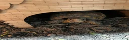 Tortoise reptiles for sale: Bells hingeback tortoise in Leeds - Advert 14
