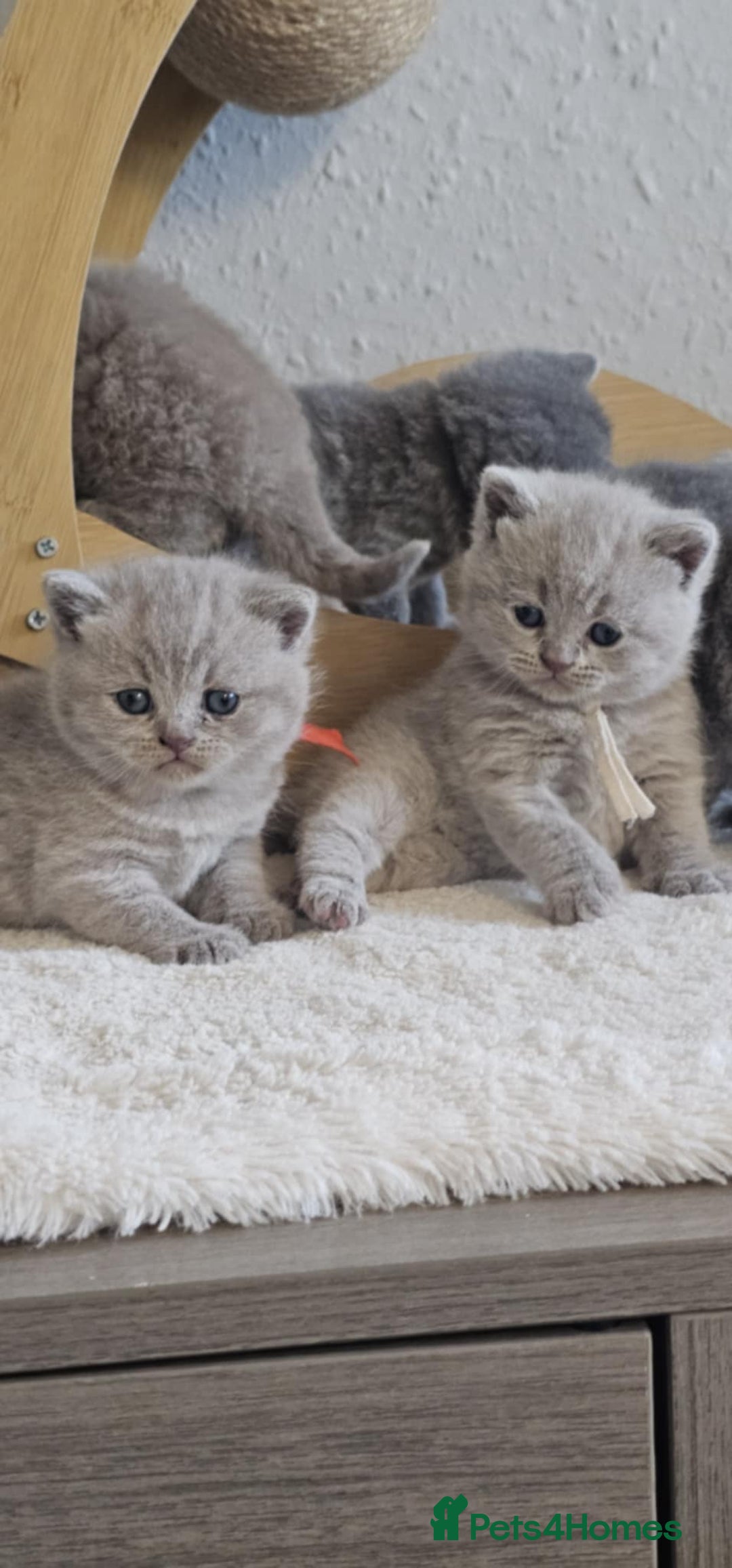 British Shorthair cats for sale: British Shorthair Kittens for Sale 🐾 - Advert 7