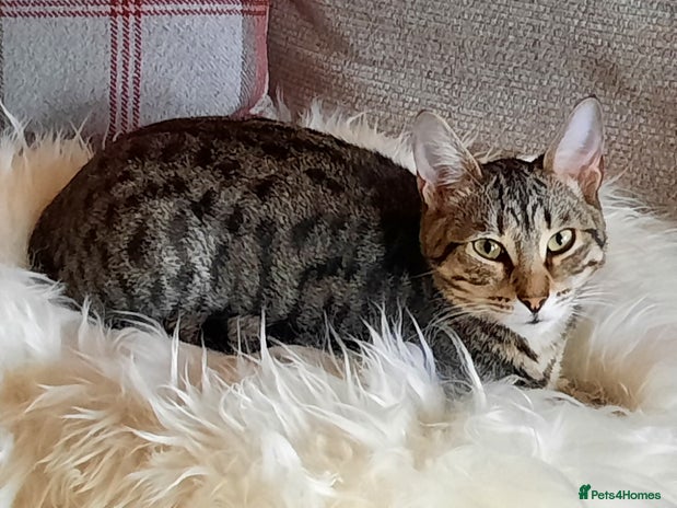 Mixed Breed cats in Sudbury - Advert 18