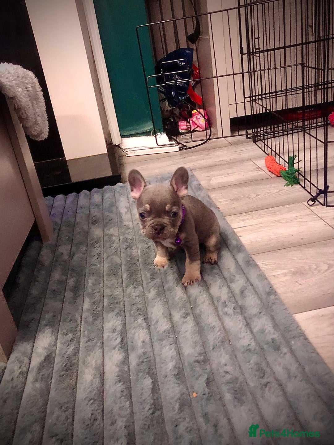 French Bulldog dogs for sale: Blue & tan French bulldogs  - Advert 5