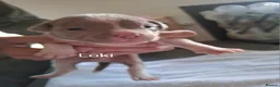Staffordshire Bull Terrier dogs for sale: 7 staffie puppies in Liverpool - Advert 2