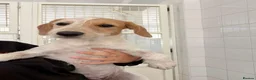 Mixed Breed dogs for adoption: Heavenly Holly - Advert 3