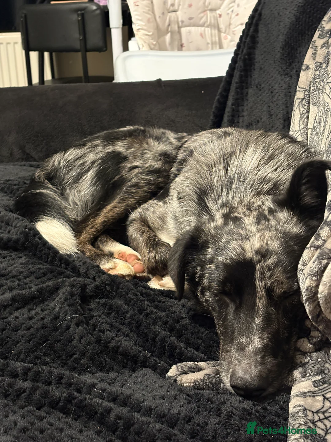 Mixed Breed dogs for sale: Reggie  - Advert 2