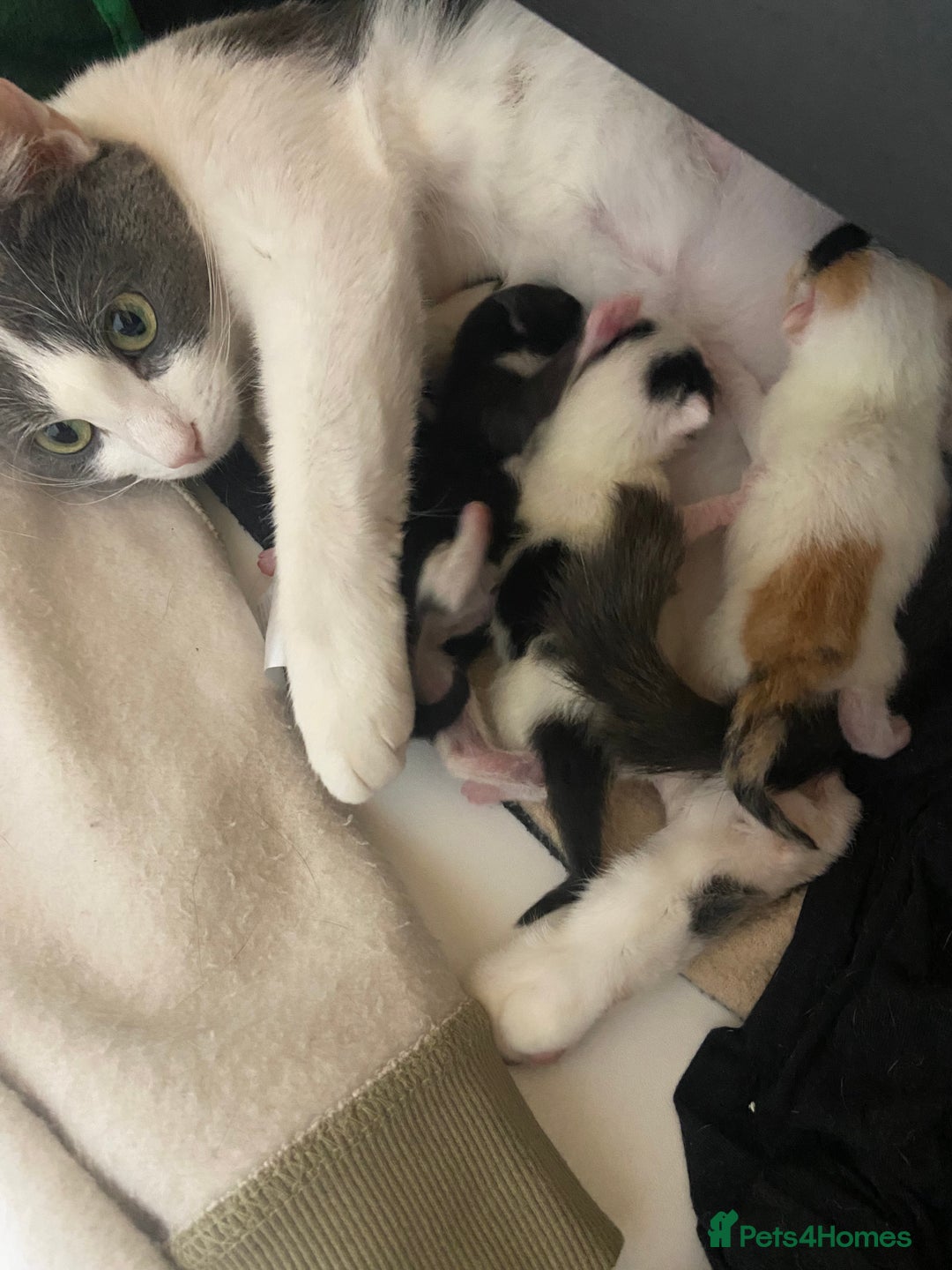 Mixed Breed cats for sale: Cute 4 kittens looking for loving home - Advert 5