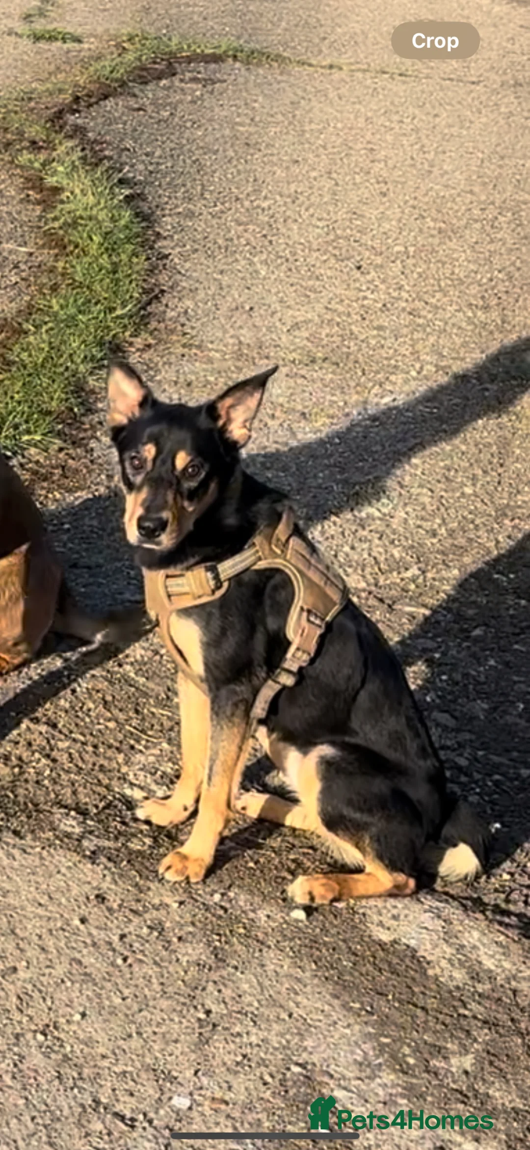 Mixed Breed dogs for sale: Tulip! - Advert 1