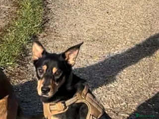 Mixed Breed dogs Tulip! - Advert 8