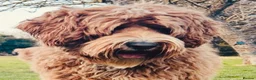 Australian Labradoodle dogs for sale: **MR BRINKLEY'S GENUINE ALD PUPPIES** - Advert 8