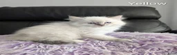 Ragdoll cats for sale: Stunning GCCF REG PEDIGREE RAGDOLLS - Advert 19