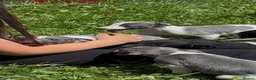 Whippet dogs for sale: KC registered whippet puppies  - Advert 16