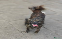 Mixed Breed dogs for adoption: 💖🐶 TWIGGY 🐶💖 - Image 3