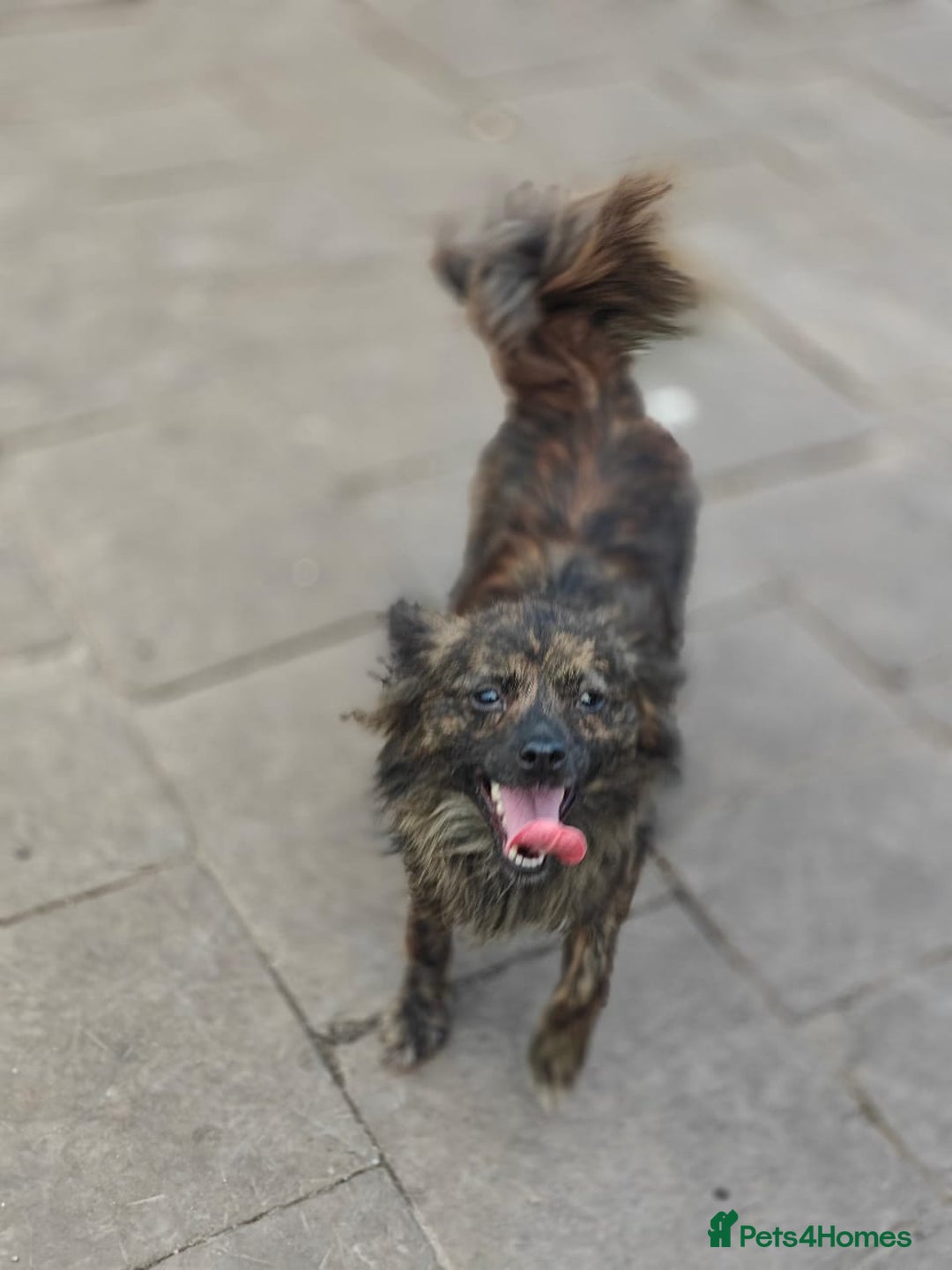 Mixed Breed dogs for adoption: 💖🐶 TWIGGY 🐶💖 - Image 3