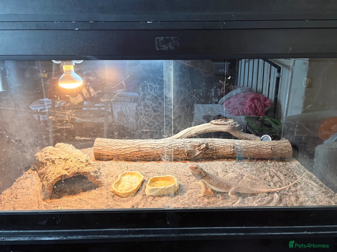 Bearded Dragon reptiles for sale: Citrus male bearded dragon - Advert 4