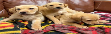 Labrador Retriever Puppy 3