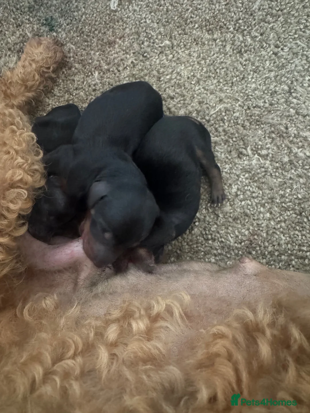 Doxiepoo dogs for sale: Adorable doxipoos  - Advert 31